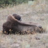 National Bison Refuge -- buffalo: They enjoy rolling in the dir