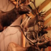 Missoula -- Elk Country Visitor Center