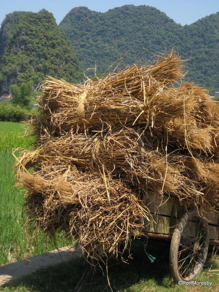 Farm cart with rice straw.