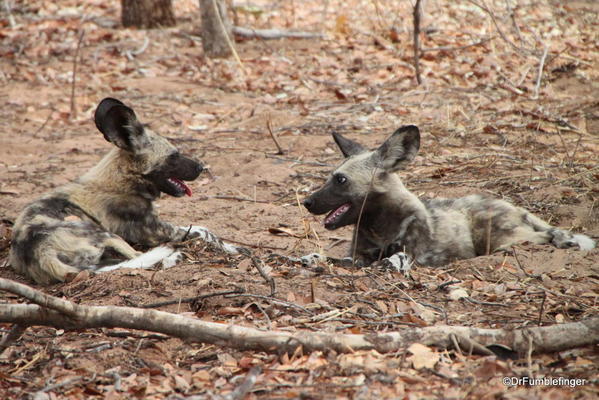 2013-48- December 06b Chobe-2011-298-African Wild Dogs
