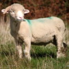 Dingle Peninsula, sheep