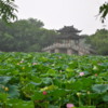 One of the lotus patches found on the vast area of the lake edge: Xi Hu (West Lake), Hangzhou, China, famous for its many lotus blossoms