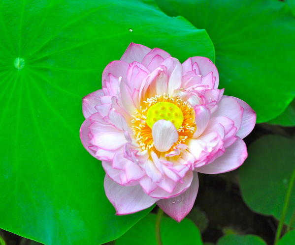 Close up of the beautiful lotus flower, a symbol of Buddhism