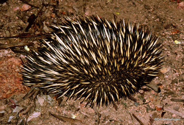 An adult short-beaked echidna, encountered in the 