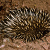 An adult short-beaked echidna, encountered in the "bush" of Southern Australia: Note it's beak sticking out at about 4 o'clock