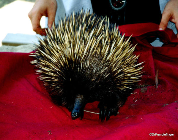 Short-beaked echidna. An adult from southern Australia