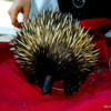 Short-beaked echidna.  An adult from southern Australia: The scientists were going to examine and draw blood from it