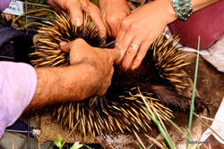 Removing the baby echidna [puggle) from mom's pouch