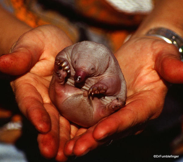 Baby short-beaked echidna [puggle), removed from mom's pouch