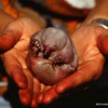 Baby short-beaked echidna (puggle), removed from mom's pouch
