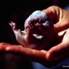 Baby short-beaked echidna (puggle), removed from mom's pouch