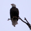 Mature bald eagle, Wolf Lodge Bay, Lake Coeur d'Alene.