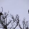 Bald eagles, Wolf Lodge Bay, Lake Coeur d'Alene.: To the (R) a mature eagle, to the (L), a juvenile