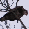 Juvenile bald eagle eating a small salmon Wolf Lodge Bay, Lake Coeur d'Alene.
