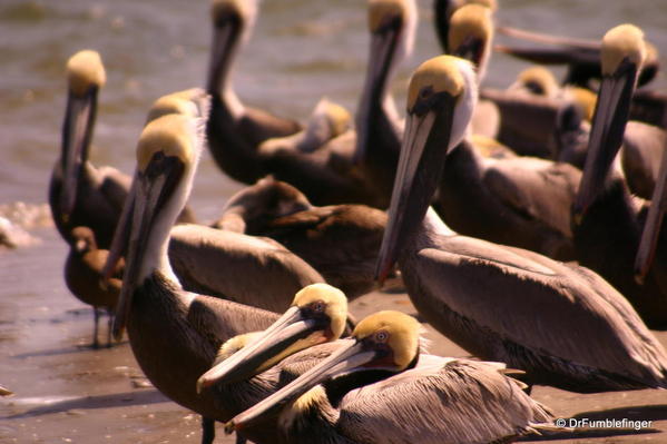 Pelicans, Magdalena Bay, BajaCalifornia, Mexico