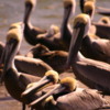 Pelicans, Magdalena Bay, BajaCalifornia, Mexico