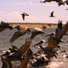 Pelicans taking flight, Magdalena Bay, BajaCalifornia, Mexico
