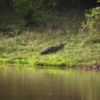 Yala National Park -- Crocodile