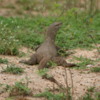 Yala National Park -- Monitor Lizard