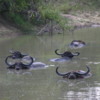 Yala National Park -- Water Buffalo