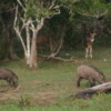 Yala National Park -- Boar and Spotted Deer