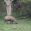 Yala National Park -- Boar