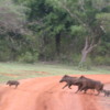 Yala National Park -- Boar crossing road