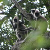 Yala National Park -- Gray Langur monkeys