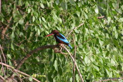Yala National Park -- Kingfisher