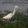 Yala National Park -- Egret