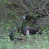 Yala National Park -- Peacocks