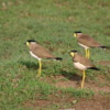 Yala National Park - birds (? type): Can you help us identify these?