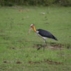Yala National Park -- Greater Adjutant Stork