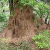 Yala National Park -- Termite nests