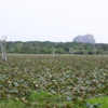 Yala National Park -- Marsh with Lotus blossoms