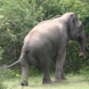 Yala National Park -- Wild Elephant