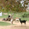 Kirinda -- goat herd chewing branches on tree