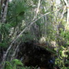 Florida Everglades Big Cypress Bend Boardwalk: A thick lush growth of vegetation