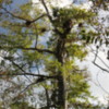 Florida Everglades Big Cypress Bend Boardwalk: Bald cypress trees with many epiphytes