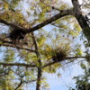 Florida Everglades Big Cypress Bend Boardwalk: Epiphytes were everywhere, superficially resembling bird nests