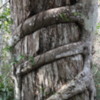 Florida Everglades Big Cypress Bend Boardwalk.  Strangler Fig