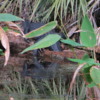 Florida Everglades Big Cypress Bend Boardwalk: Alligator taking a nap