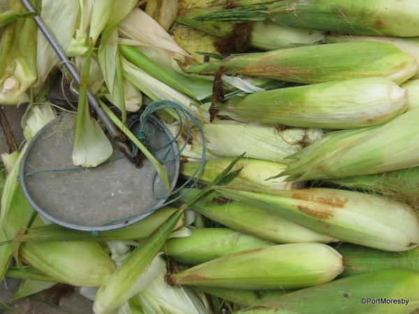 Corn & scale.