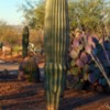 Barrel, Saguaro and Prickly Pear