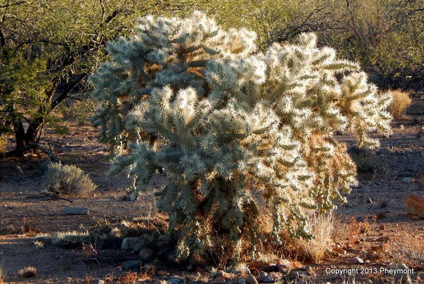 Cholla with 'snow'