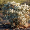 Cholla with 'snow'