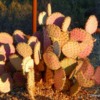 Prickly Pear (2)
