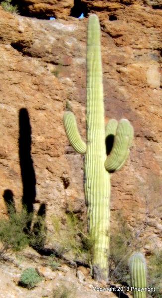 saguaro with branches