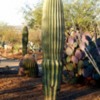 Saguaro, Barrel, saguaro, prickly