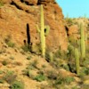 Saguaros in Tucson Mountain Park